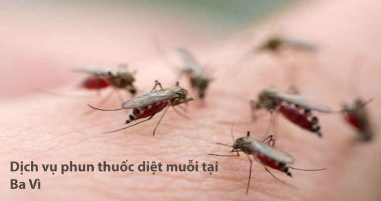 Dịch vụ diệt muoi ba vi