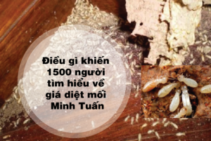 Giá diệt mối Minh Tuấn