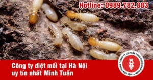 diệt mối