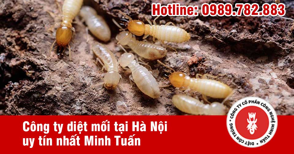 diệt mối