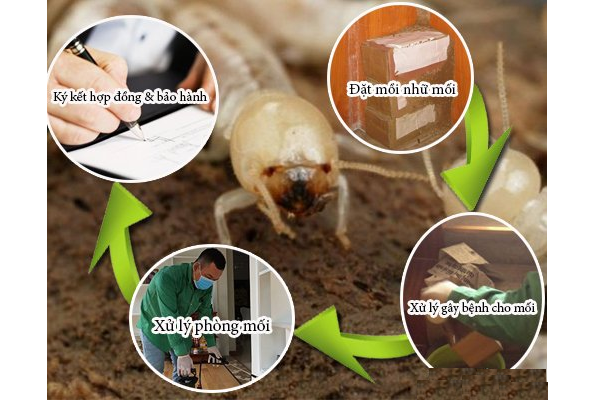 cách diệt mối