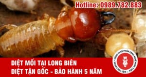 diet moi tai long bien
