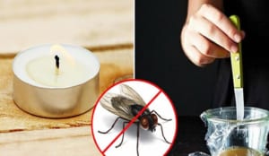 Sử dụng nến thớm để diệt côn trùng