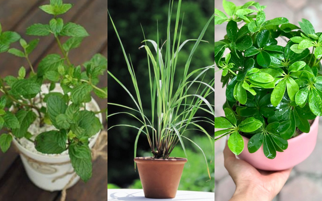 Trồng cây gia vị để diệt côn trùng Trồng cây gia vị để diệt côn trùng