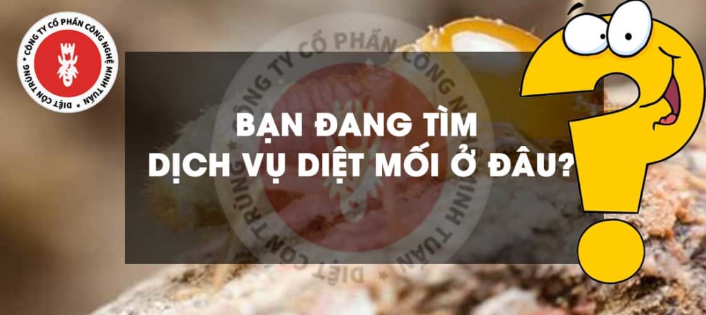 Dịch vụ diệt mối o dấu Hà Nội