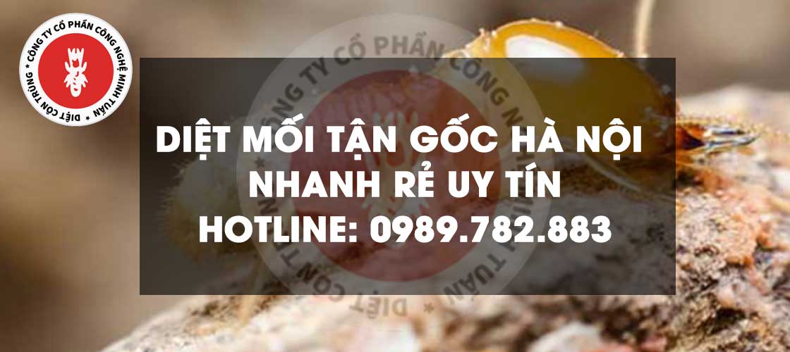 diet-moi-tan-goc-gia-re-tai-ha-noi-minh-tuan