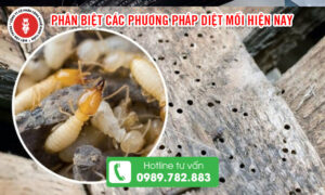 Dịch vụ diệt mối 2