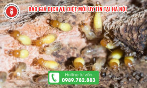 Báo giá dịch vụ diệt mối uy tín tại Hà Nội