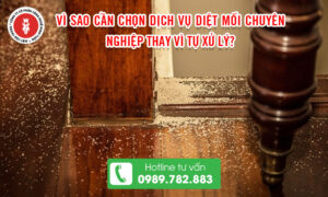 Vì sao cần chọn dịch vụ diệt mối chuyên nghiệp thay vì tự xử lý?