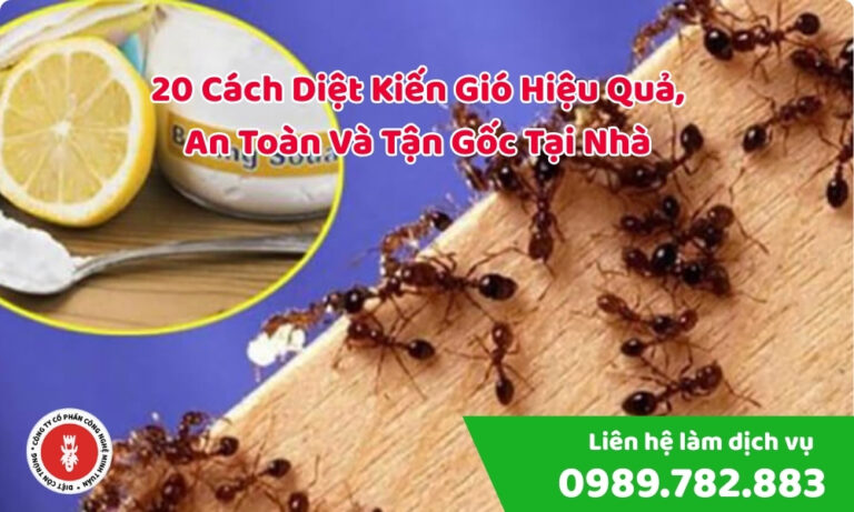 20 cách diệt kiến gió tại nhà hiệu quả