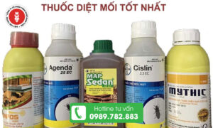 Vì sao cần dùng thuốc chống mối công trình?