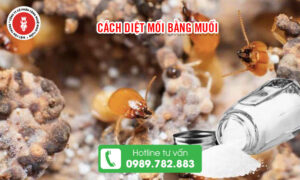 Cách diệt mối bằng muối