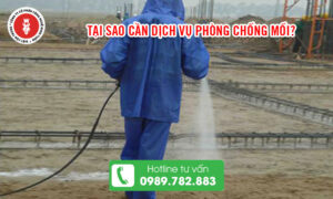 Tại sao cần dịch vụ phòng chống mối?
