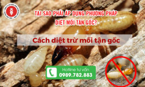 Tại sao phải áp dụng phương pháp diệt mối tận gốc?