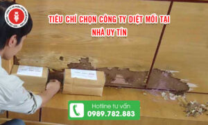 Tiêu chí chọn công ty diệt mối tại nhà uy tín
