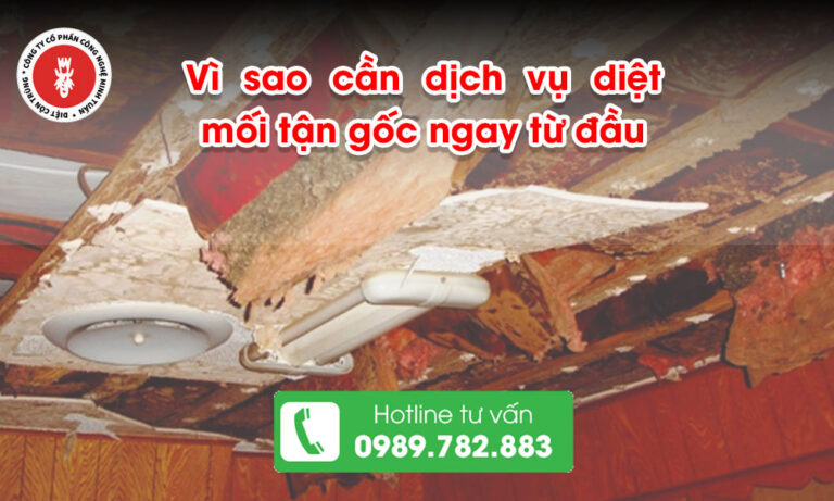 Vì sao cần dịch vụ diệt mối tận gốc ngay từ đầu