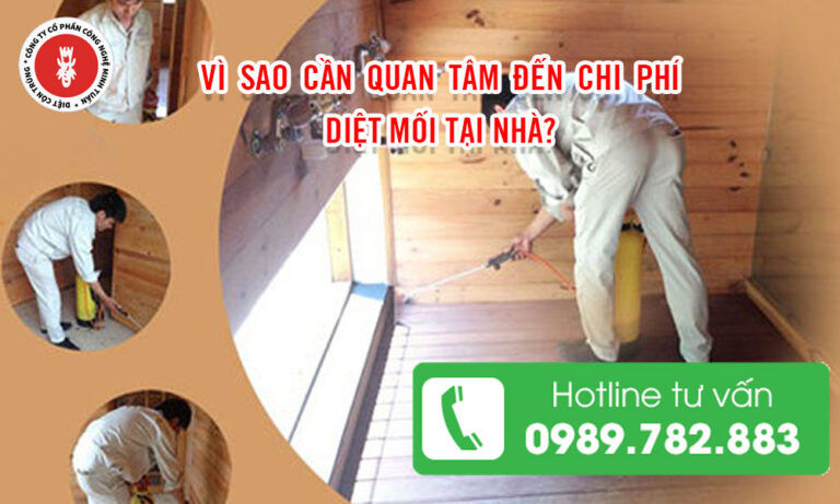 Vì sao cần quan tâm đến chi phí diệt mối tại nhà?