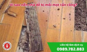 Vì sao nền nhà dễ bị mối mọt tấn công?
