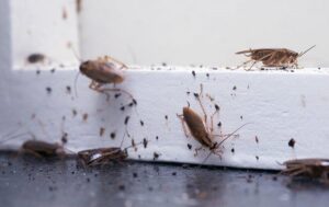 Các giải pháp phòng chống gián chuyên nghiệp từ các dịch vụ diệt côn trùng uy tín