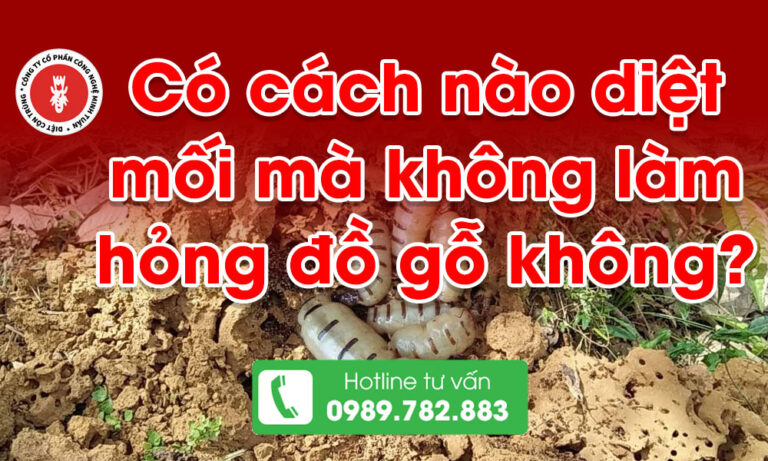 Có cách nào diệt mối mà không làm hỏng đồ gỗ không