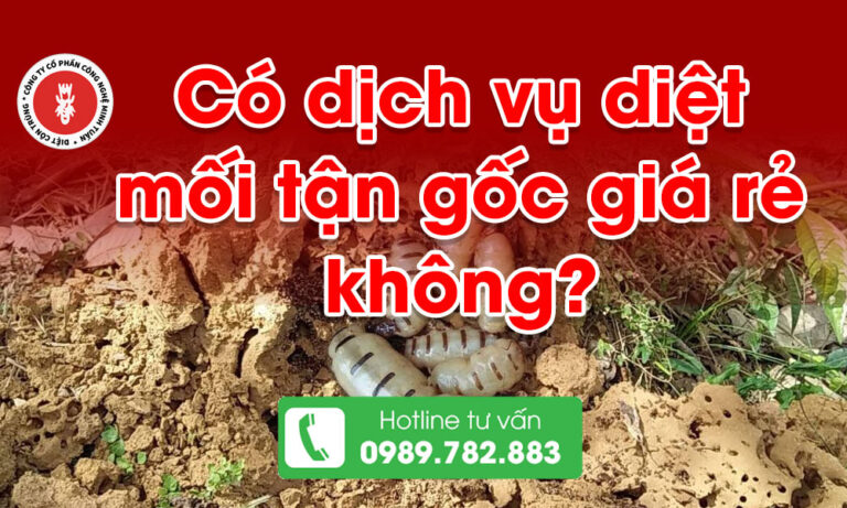 Có dịch vụ diệt mối tận gốc giá rẻ không