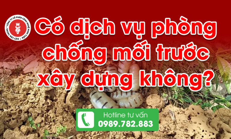 Có dịch vụ phòng chống mối trước xây dựng không