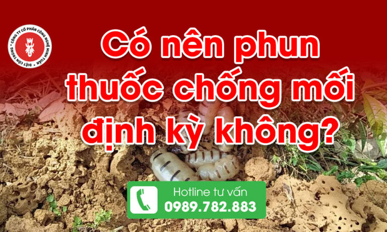Có nên phun thuốc chống mối định kỳ không