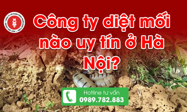 Công ty diệt mối nào uy tín ở Hà Nội