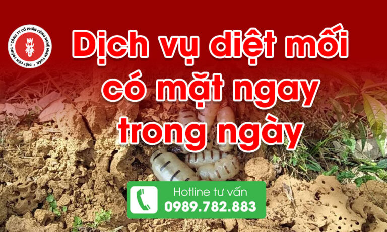 Dịch vụ diệt mối có mặt ngay trong ngày không