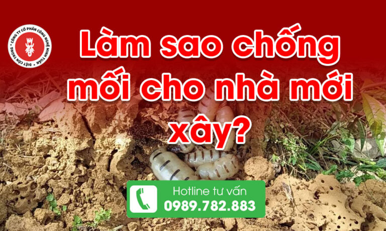 Làm sao chống mối cho nhà mới xây