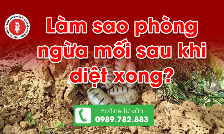 Làm sao phòng ngừa mối sau khi diệt xong