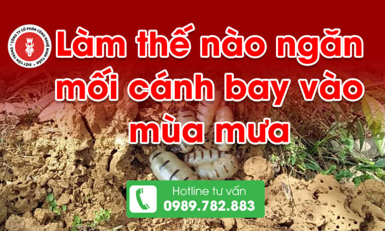 Làm thế nào ngăn mối cánh bay vào mùa mưa