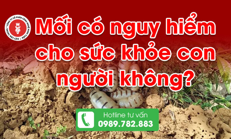 Mối có nguy hiểm cho sức khỏe côn người không