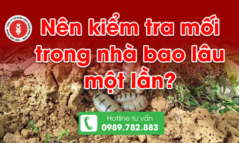 Nên kiểm tra mối trong nhà bảo lâu một lần