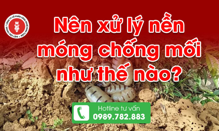 Nên xử lý nền móng chống mối như thế nào