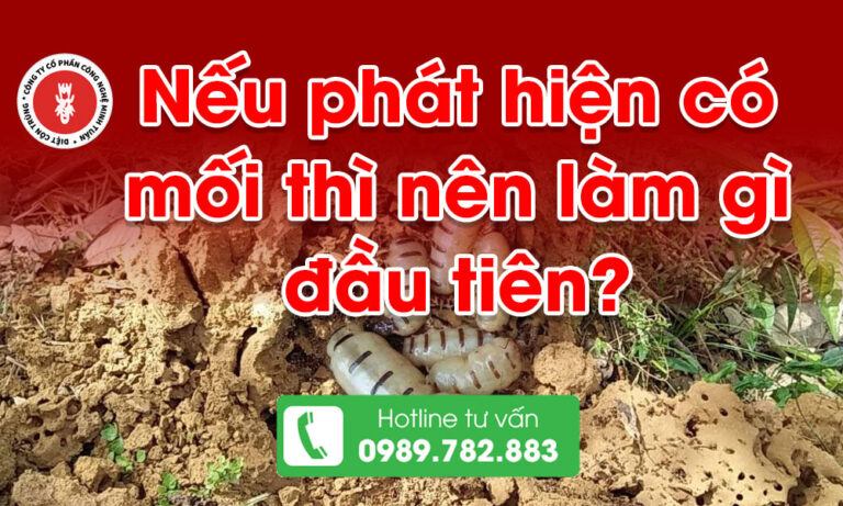 Nếu phát hiện có mối thì nên làm gì đầu tiên