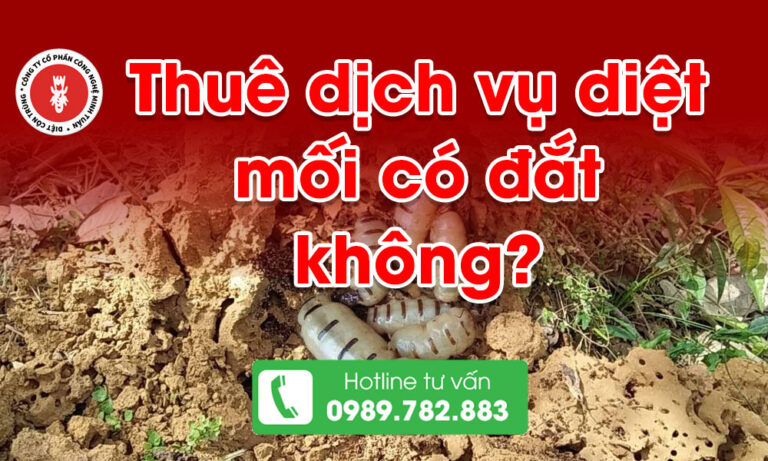 Thuê dịch vụ diệt mối có đắt không