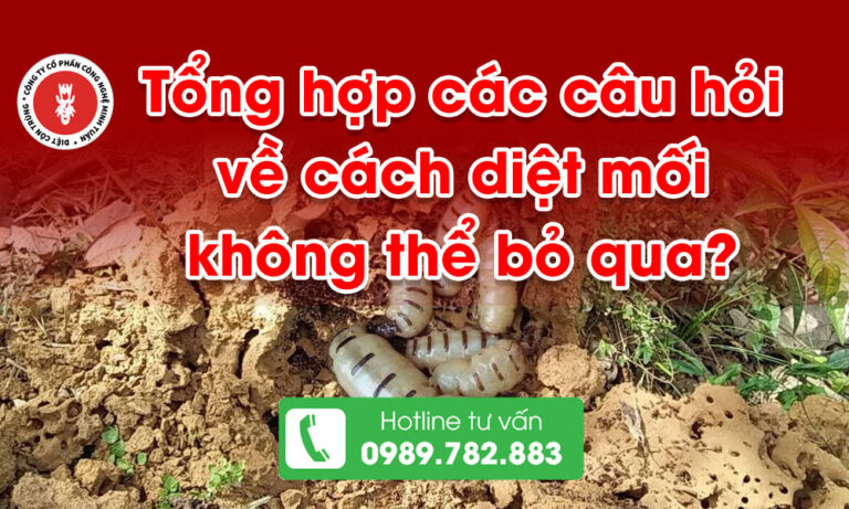 Tổng hợp các câu hỏi về cách diệt mối không thể bỏ quả