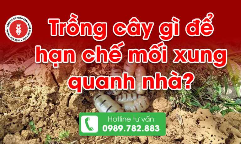 Trồng cây gì để hạn chế mối xung quanh nhà