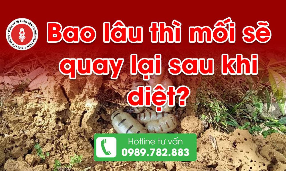 Bảo lau thị mối se quay lai sau khi diệt 68fc2e8a9aa43 jpg
