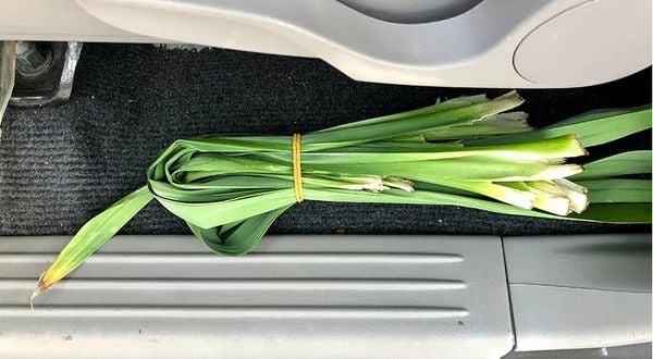 Cách khử mùi hôi của gián - Giải pháp hiệu quả cho không gian sống sạch sẽ và thoáng đãng