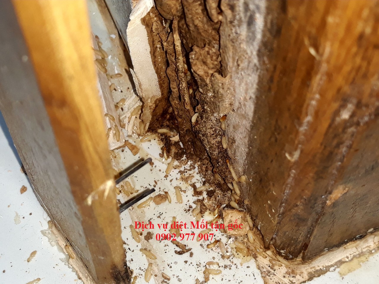 Hướng dẫn bước đi xử lý mối tận gốc tại nhà dễ dàng