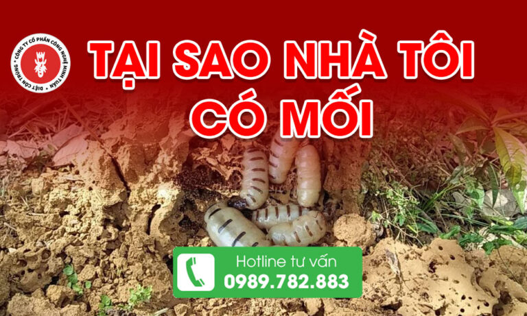 Tại sao nhà tôi có mối