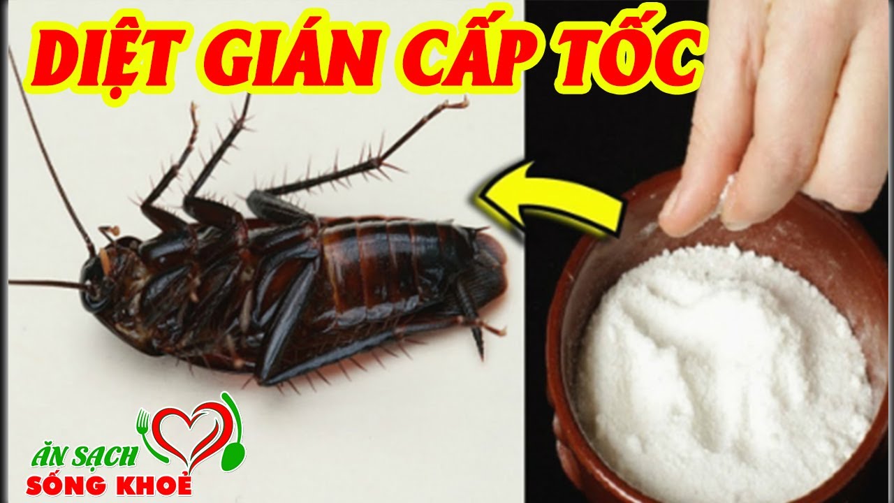 Cách diệt gián đức ở chung cư - Giải pháp hiệu quả để xua đuổi gián trong nhà bạn
