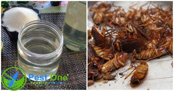 Mẹo đuổi hết gián ra khỏi nhà - Bí quyết giữ gìn không gian sạch sẽ và an toàn