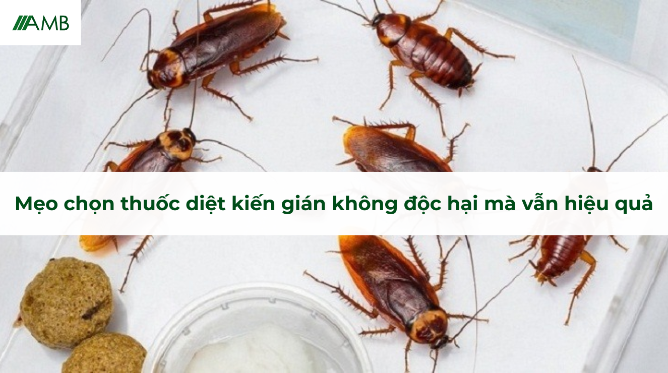 Phun thuốc diệt gián có độc không – Những điều cần biết để bảo vệ gia đình