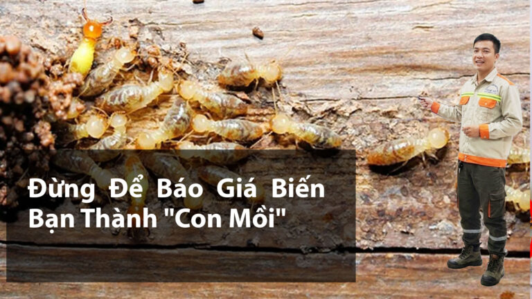 Báo giá diệt mối