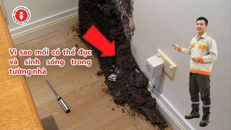Vì sao mối có thể đục và sinh sống trong tường nhà?