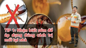 Cách trị mối tại nhà hiệu quả