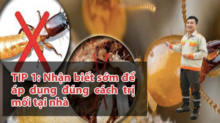 Cách trị mối tại nhà hiệu quả